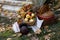 autumn installation basket pumpkins flowers apples and leaves