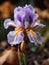 Autumn iris flowers in macro focus