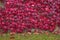 Autumn ivy background. Colorful leaves covering wall during autumn afternoon