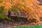 Autumn Japanese lace leaf maple tree view of lower branches