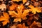 Autumn Kaleidoscope: A Close-Up Tapestry of Nature\\\'s Colors