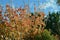 Autumn at Katoomba on a sunny day