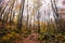 Autumn in La Fageda D En Jorda Forest, La Garrotxa, Spain