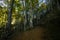 Autumn in La Fageda D En Jorda Forest, La Garrotxa, Spain