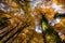 Autumn in La Fageda D En Jorda Forest, La Garrotxa, Spain