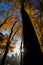 Autumn in La Fageda D En Jorda Forest, La Garrotxa, Spain