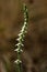 Autumn Lady`s Tresses orchid flowers - Spiranthes spiralis