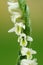 Autumn Ladys Tresses orchid flower detail - Spiranthes spiralis