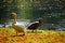 autumn lake swan nature reflection