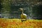 autumn lake swan nature reflection