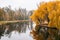 Autumn lake. Yellow foliage in autumn