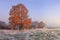 Autumn landscape. Amazing fall in november. Morning autumnal nature. Cold meadow with hoarfrost on grass and red foliage on trees