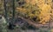 Autumn landscape in an ancient stoned bridge and yellow maple leaves on trees and ground.