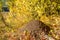 Autumn landscape, Anthill in the forest. a bulk nest built by an