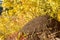 Autumn landscape, Anthill in the forest. a bulk nest built by an