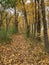 Autumn landscape. Autumn forest. Yellow leaves fell to the ground. Autumn trees
