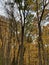 Autumn landscape. Autumn forest. Yellow leaves fell to the ground. Autumn trees