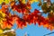 Autumn landscape, Autumn leaves with the blue sky background, Yellow, red and green bright leaves and branches, fall themes
