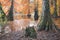 Autumn landscape. Bald Cypress Trees at Boulieu pond, France
