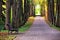 Autumn landscape - beautiful autumn pathway in park. Old high linden trees and benches on the park alley. Sunny autumn day