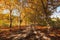 Autumn landscape beautiful colored trees over the road, glowing in sunlight. Wonderful picturesque background. Beautiful colors an