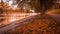 Autumn landscape with a beautiful road with ellow trees