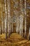 Autumn landscape birch grove tall trees with white trunks and bright yellow leaves