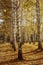 Autumn landscape birch grove tall trees with white trunks and bright yellow leaves