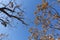 Autumn landscape. bottom view of dry branch and branch with leaves on sky background