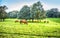 Autumn landscape with bulls near Blarney,  Ireland