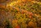 Autumn Landscape of Colorful Tree Fall Foliage