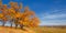 Autumn landscape, deciduous trees covered with multi-colored yellow red leaves, Oaks throw off multi-colored autumn foliage, sad