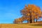 Autumn landscape, deciduous trees covered with multi-colored yellow red leaves, Oaks throw off multi-colored autumn foliage, sad