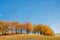 Autumn landscape, deciduous trees covered with multi-colored yellow red leaves, Oaks throw off multi-colored autumn foliage, sad