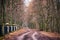 Autumn landscape with dirt road in old park