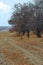 Autumn Landscape, fallen leaves and bare trees