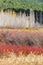 Autumn landscape of a field of poplars and red wicker