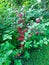 Autumn landscape first twigs with red leaves on lush green bushes