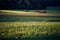 Autumn landscape focused on grass with layers in the background of a moody fall scene