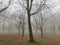 Autumn landscape with fog