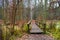 Autumn landscape of a foggy wood and a wooden footbridge over swamps in Kabacki Forest near Warsaw, Poland