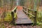 Autumn landscape of a foggy wood and a wooden footbridge over swamps in Kabacki Forest near Warsaw, Poland