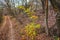 Autumn landscape in the forest