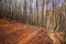 Autumn landscape in the forest