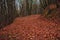 Autumn landscape in the forest