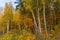 Autumn landscape, forest in autumn, yellow leaves. Beautiful background or screen saver on the phone and computer