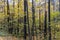 Autumn landscape, forest in autumn, yellow leaves. Beautiful background or screen saver on the phone and computer