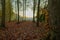 Autumn landscape forest with long woods and many red leaves on the ground