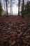 Autumn landscape forest with long woods and many red leaves on the ground