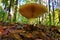 Autumn landscape. In the forest. Mushroom of autumn. Autumn background